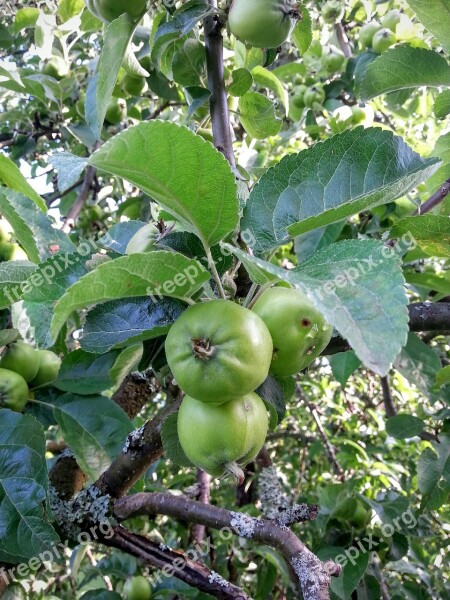 Apples Three Fruits Fresh Green