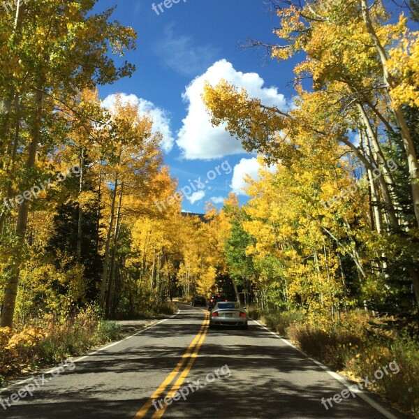 Aspen Foilage Colorado Autumn Fall