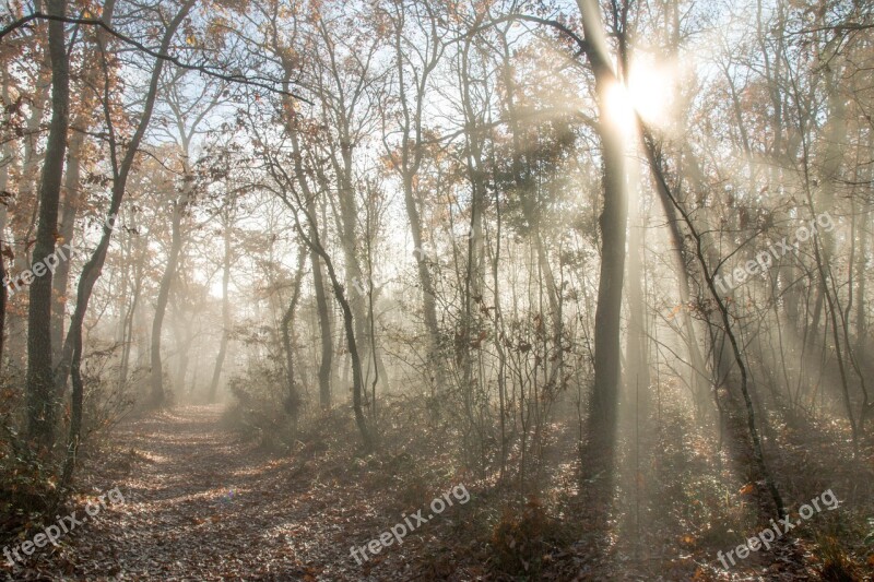 Forest Sun Ray Ray Of Light Nature