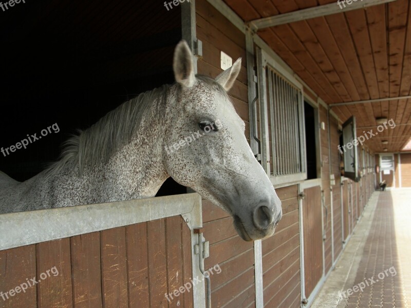 Horse Animal Animals Farm Eyes