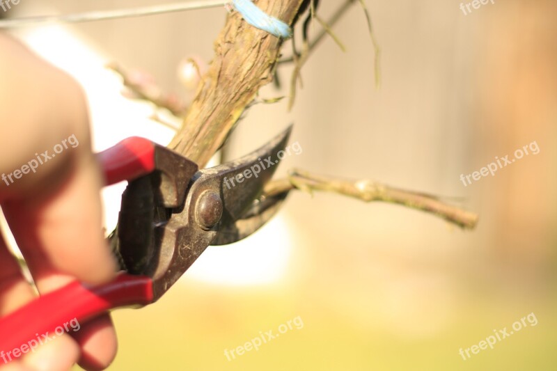 Scissors Grape-vine Vineyard Agriculture Worker