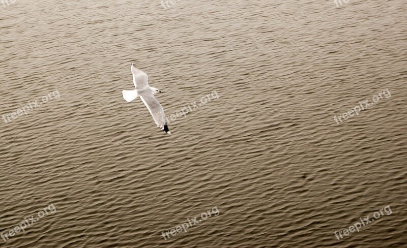 Animal Bird Bird Life Carefree Color