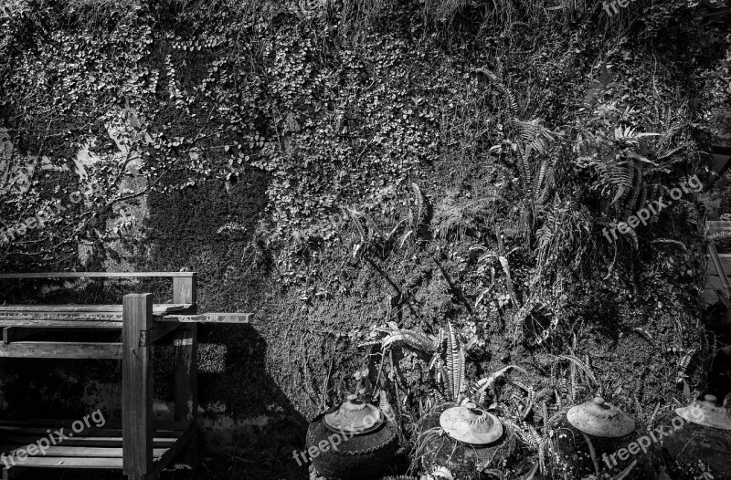 Wall Black White Plant Wall Texture Shadow