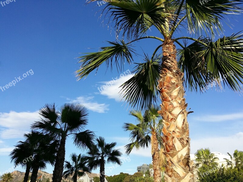 Palm Tree Sky Landscape Nature Clouds