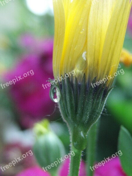 Flower Yellow Yellow Flower Blossom Bloom