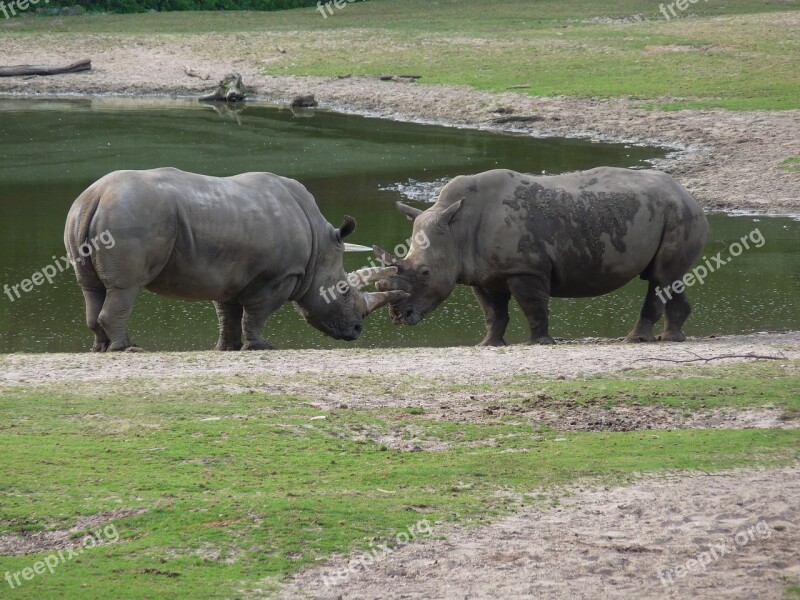 Rhino Africa Safari Wild Big Game