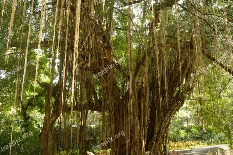 Aerial Roots Giant Tree Lianas Surprising River And Road Edge