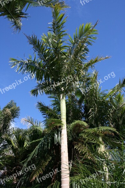 Palm Forest Decorative Tree New Zealand Archontophoenix Alexandrae Culture