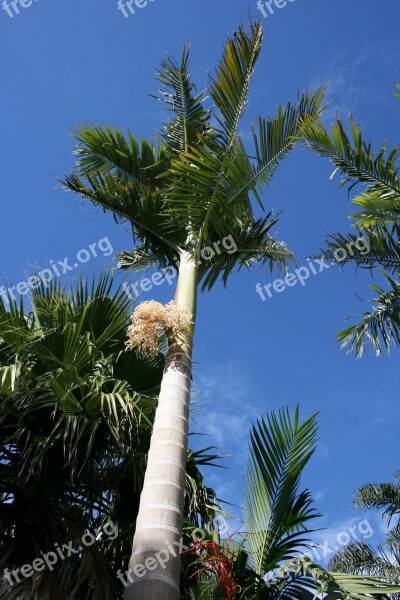 Palm Forest Decorative Tree New Zealand Archontophoenix Alexandrae Culture