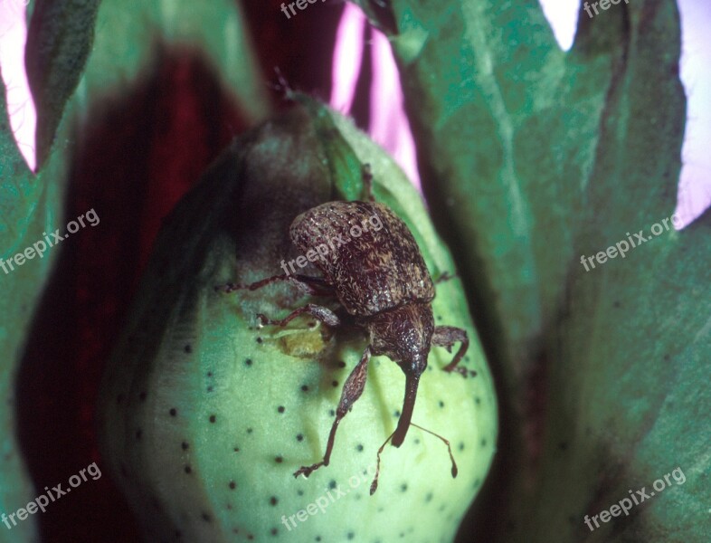 Pest Boll Weevil Destructive Insect Devastating Anthonomus Grandis