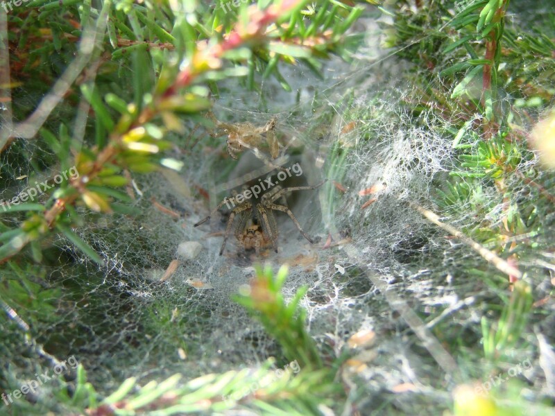 Agelenidae Spider South West Of France Canvas Shaped Tunnel Prey Remains Prey Carcasses