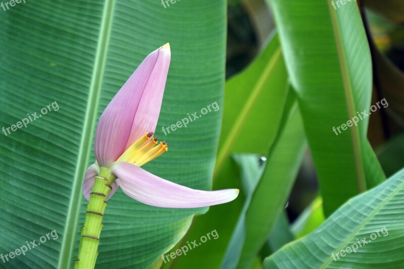 Banana Flower Bloom Banana Blossom Flower