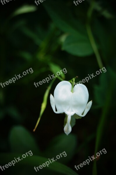 Bleeding Heart White Flower Spring