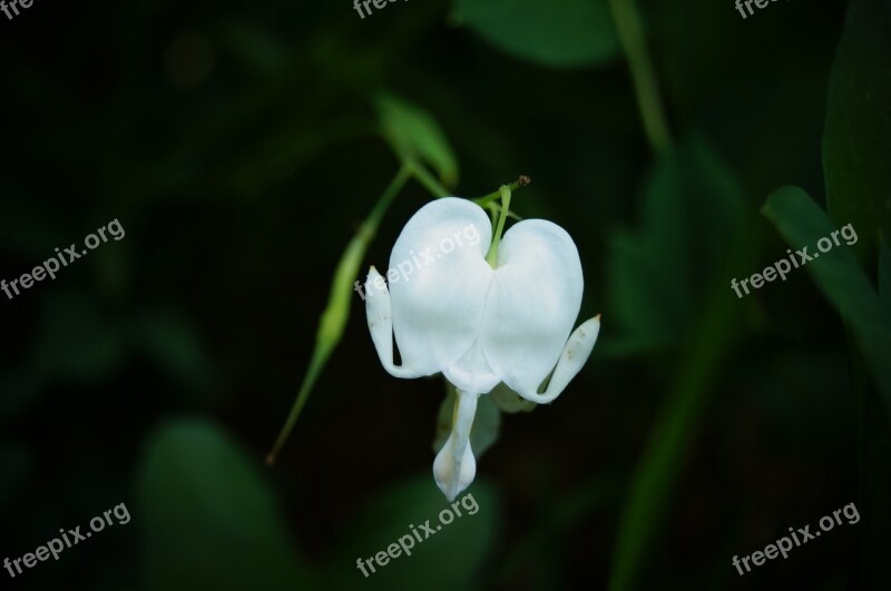 Bleeding Heart White Flower Spring