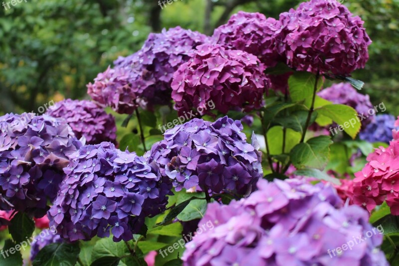 Hydrangea Purple Pink Hues Flower