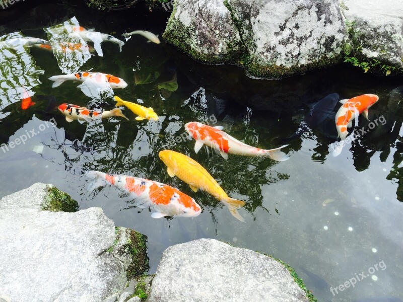 Japan Fukuoka Jin Li Fish Pond