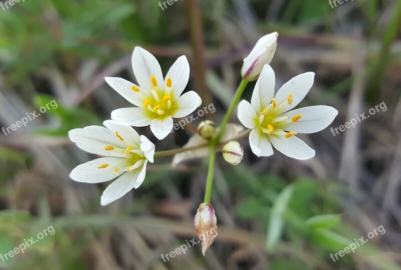 False Garlic Crow Poison Flowers Petals White Flowers