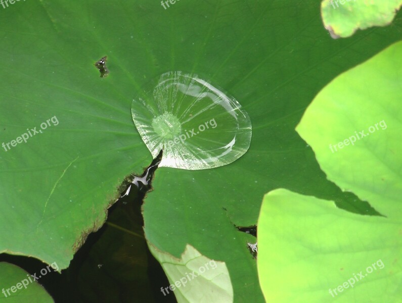 Water Drop Mirror Insectenbad Free Photos