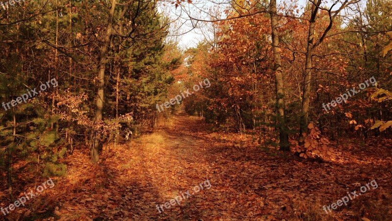 Tree Autumn Foliage Collapse Nature