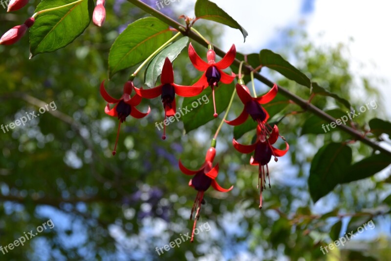 Quivers Flowers Garden Spring Fuchsia