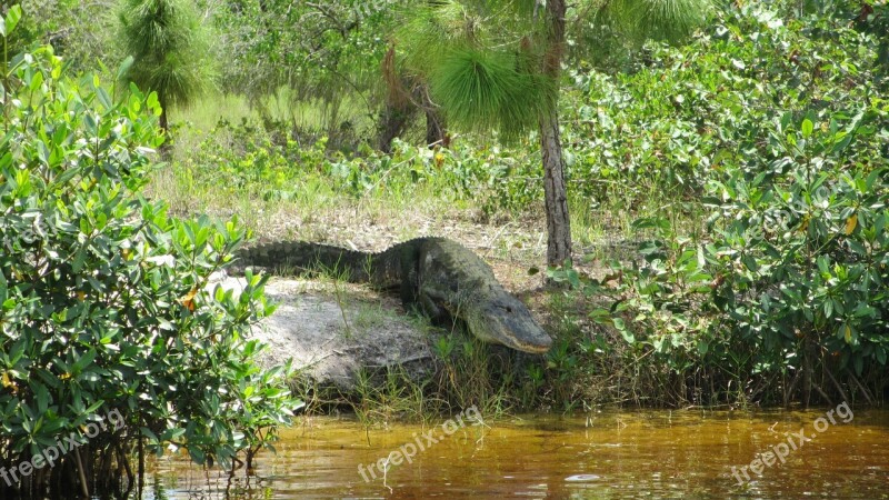 Alligator Florida Crocodile Wild Nature Predator