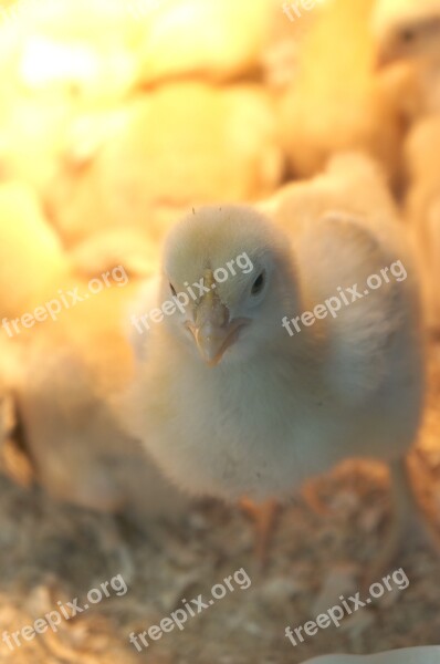 Chick Animal Chicken Free Photos