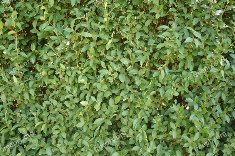 Green Foliage Hedge Structure Texture