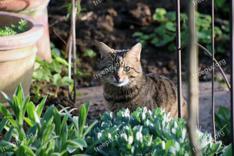 Cat Tiger Domestic Cat Mackerel European Shorthair