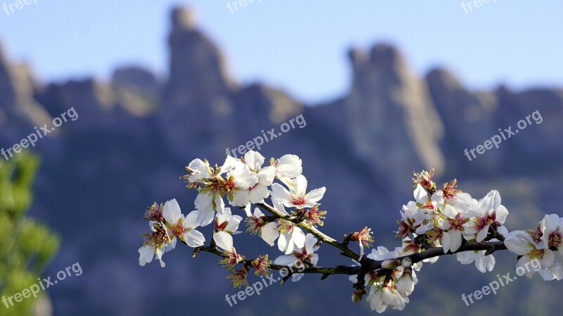 Flowers Almond Tree Spring Flowering Almond Branch In Bloom