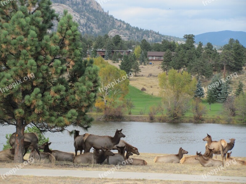 Elk Wildlife Nature Colorado Park