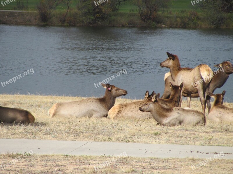 Elk Waterfront Animal Wildlife Mammal