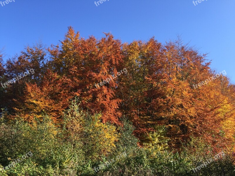 Autumn Colorful Leaves Golden Autumn Fall Color Trees