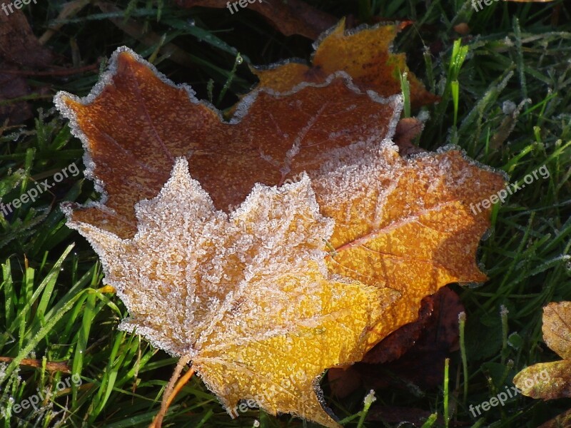 Maple Frozen Winter Frost Leaves