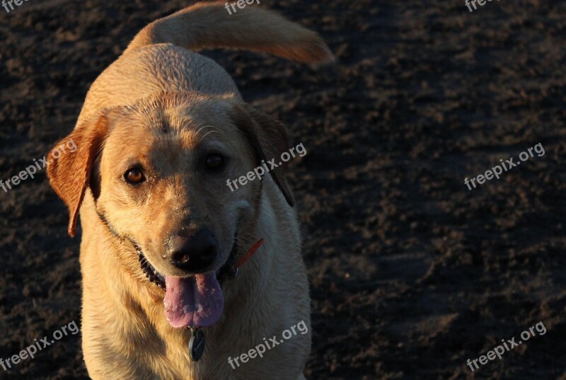 Dog Labradore Puppy Animal Labrador