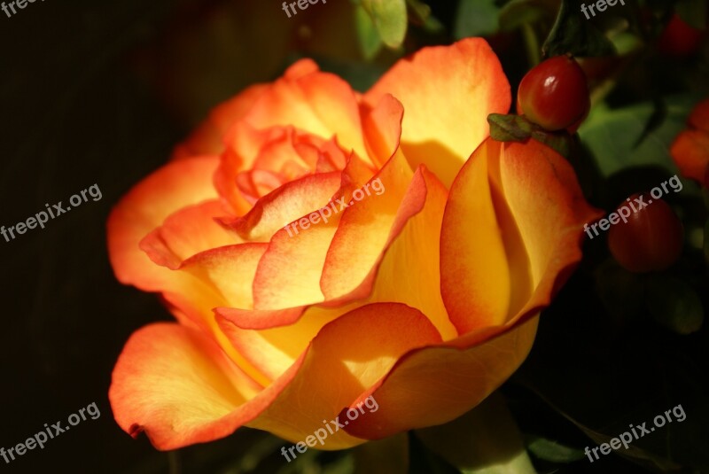 Orange Rose Table Decoration Close Up Flower