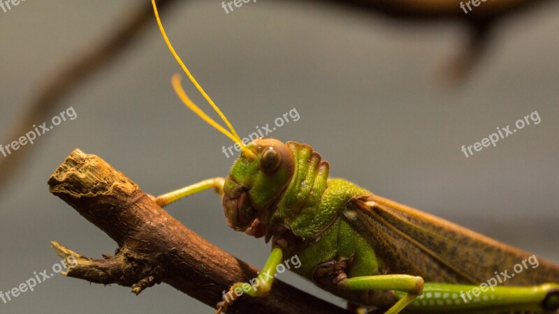 Grasshopper Insect Antennae Wood Nature