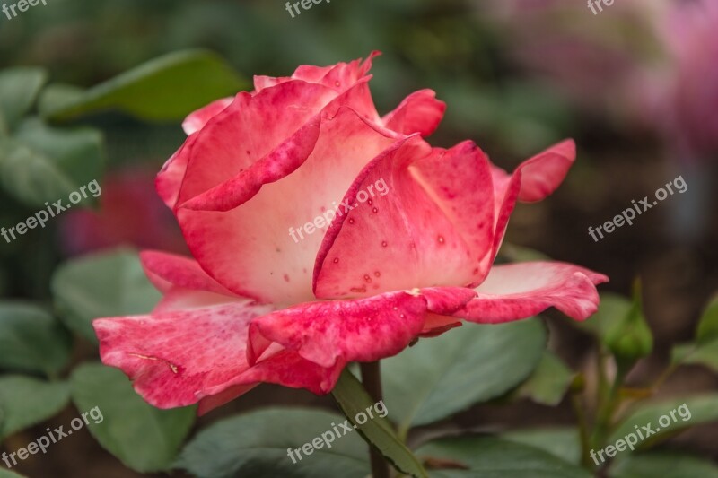 Rose Plant Flower Rose Bloom Close Up