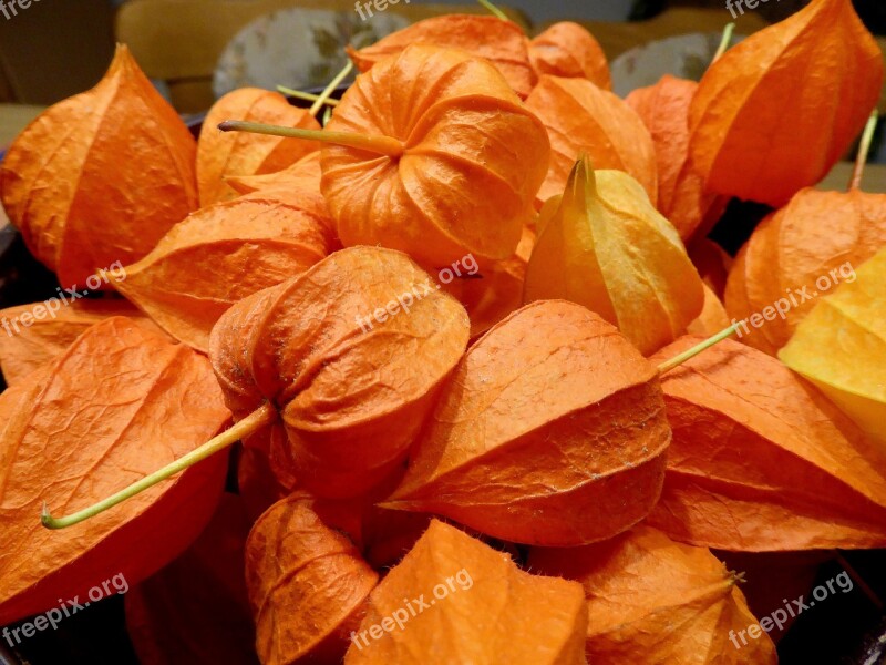 Lampignonblume Orange Flower Close Up Decoration