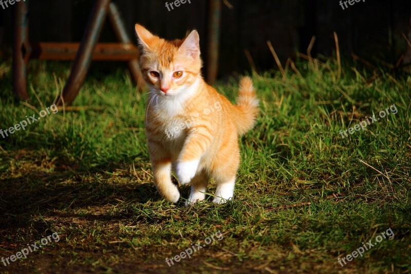 Cat Cat Baby Red Mackerel Tabby Kitten Mieze