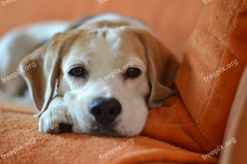 Dog Beagle Animal Pet Eyes