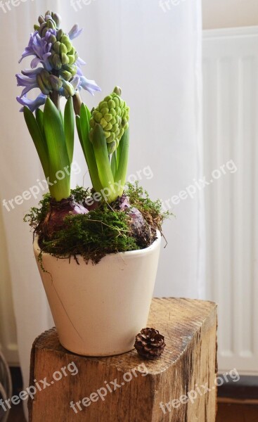 Hyacinth Flower Flowerpots Spring Nature