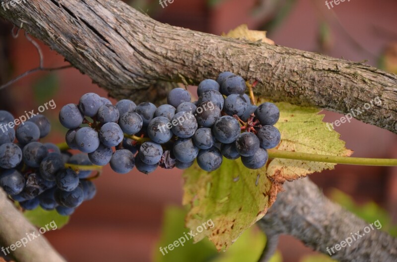 Bunch Of Grapes Tree Leaf Summer Wine