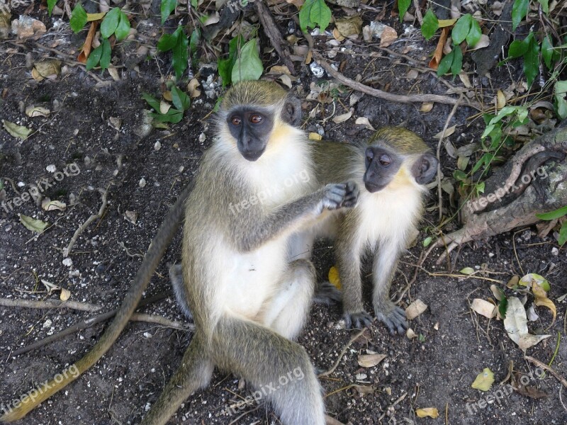 Monkeys Brush Inquisitive Cute Playful