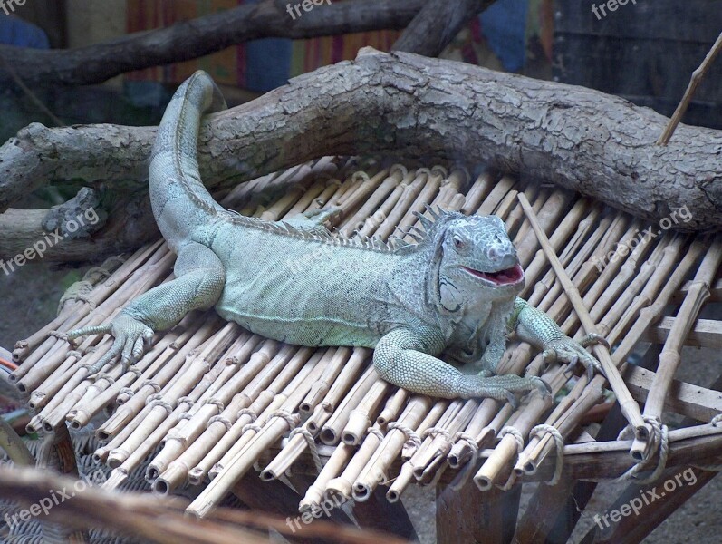 Iguana Zoo Animals Free Photos