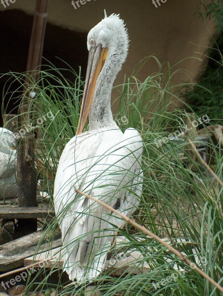 Bird Pelican Animal Zoo Long-billed