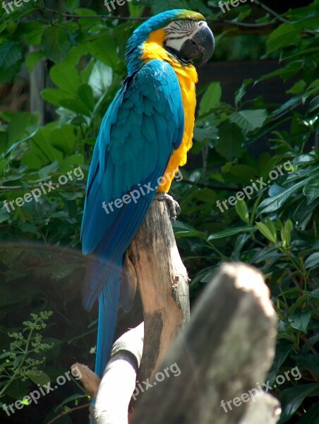 Parrot Animal Bird Beak Ara