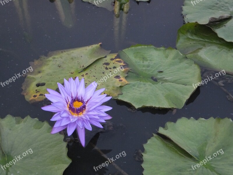 Shirakawa Hasuike Purple Nymphaea Alba Lotus