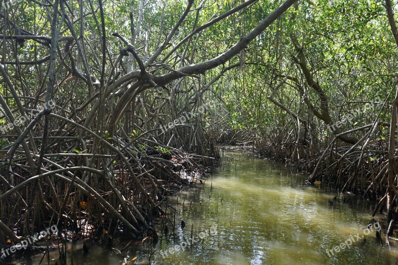 Mongroven Forest Water Boat Free Photos