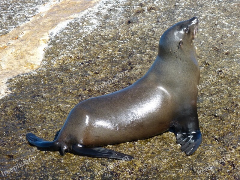 South Africa Robbe Seals Mammal Hout Bay