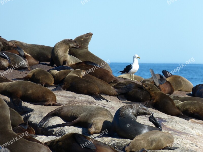 South Africa Robbe Seals Mammal Hout Bay